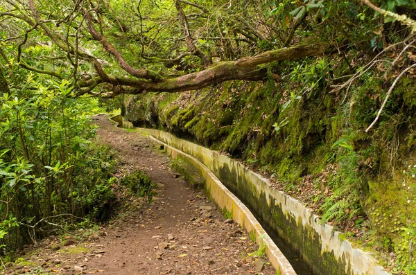 Levada da Portela, Madeira, Portugal 图库图片