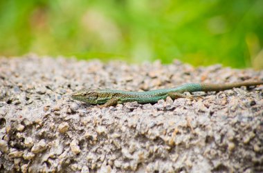 Yeşil kertenkele Madeira Adası, Portekiz