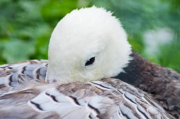 Pato com cabeça branca — Fotografia de Stock