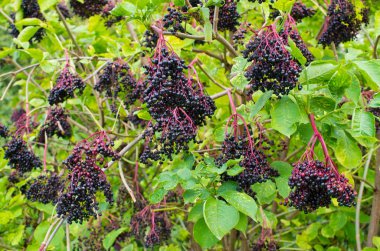Elderberries Bush demetleri