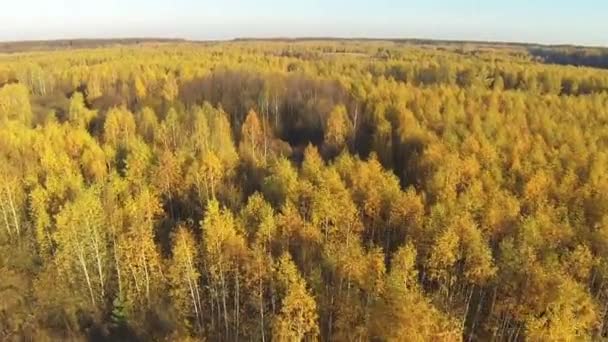 Вид з повітря на осінній жовтий ліс з видом на пташине око — стокове відео