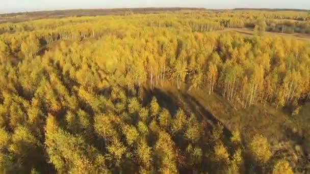 Vue aérienne d'une forêt jaune d'automne avec vue aérienne — Video