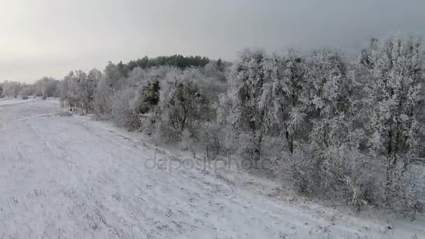 Widok z lotu ptaka z Zima Las z drogi i śnieg na drzewach — Wideo stockowe