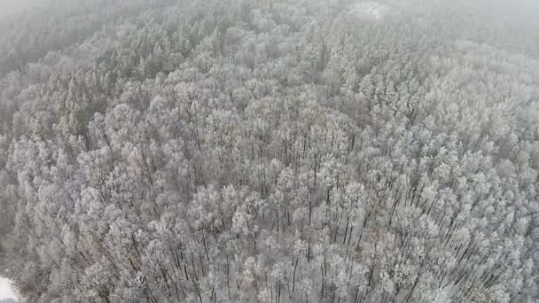 Vista aérea da floresta de inverno com neve nas árvores — Vídeo de Stock