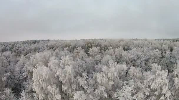 Vue aérienne de la forêt d'hiver avec neige sur les arbres — Video