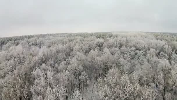 Luftaufnahme des Winterwaldes mit Schnee auf den Bäumen — Stockvideo