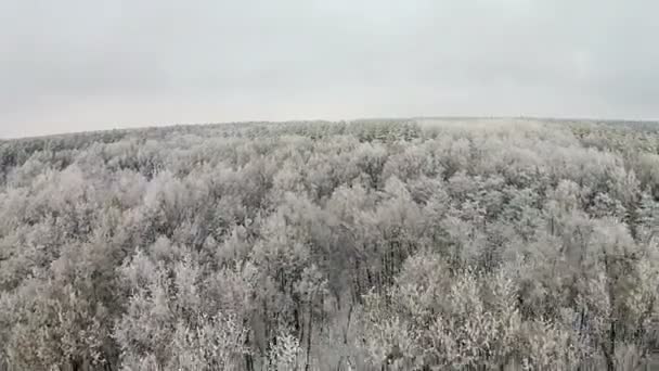 Vista aérea da floresta de inverno com neve nas árvores — Vídeo de Stock