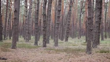 Ormandaki çam ormanlar grove