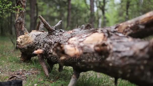 Protokoly jsou stromy v lese — Stock video