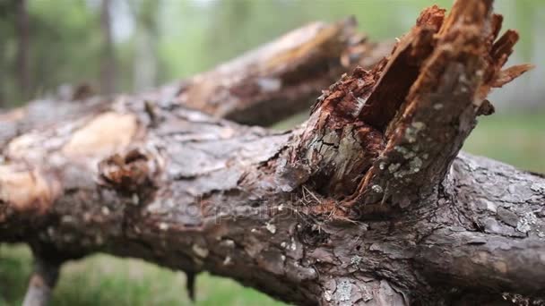 Stockarna är träd i skogen — Stockvideo