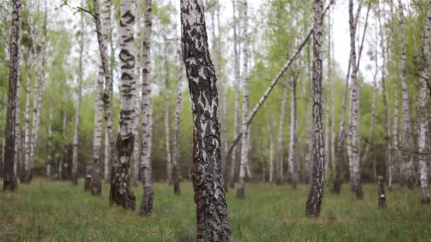 Birch woods grove in the forest — Stock Video