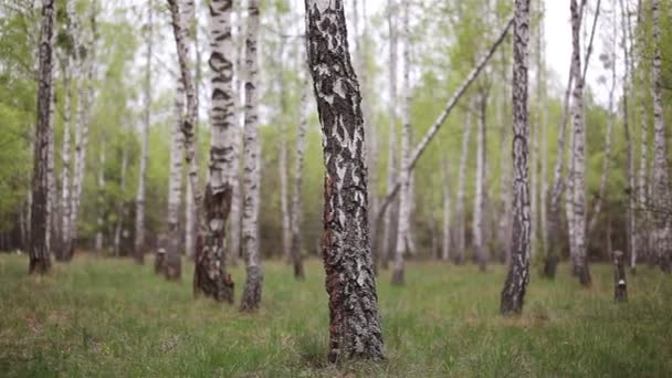 Berken hout grove in het bos — Stockvideo