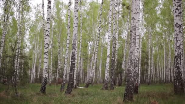 Bouleau boisé dans la forêt 