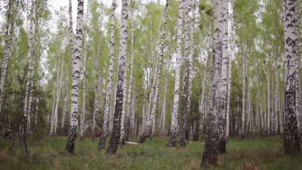 Berken hout grove in het bos — Stockvideo