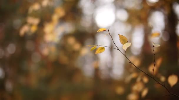 Les feuilles sur les arbres se balancent dans la forêt d'automne 