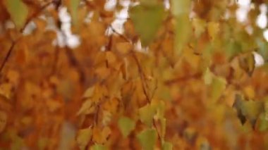 Sonbahar ormanda sallanan ağaçların yaprakları