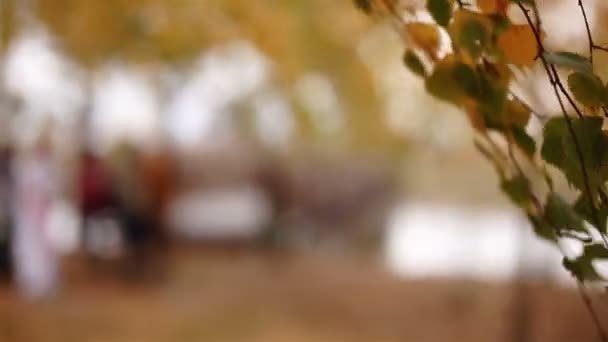 Liści na drzewach, kołysząc się w lesie jesienią — Wideo stockowe