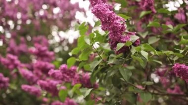 bloomig leylak yakın çekim fotoğraf