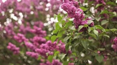 bloomig leylak yakın çekim fotoğraf