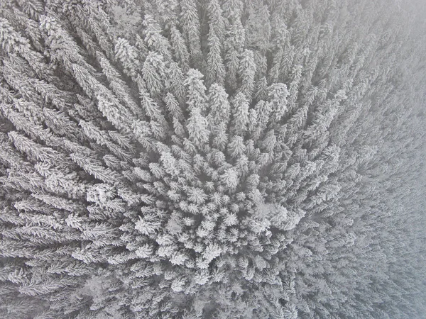 Árboles cubiertos de nieve en las tierras altas — Foto de Stock