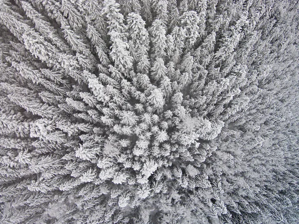 Árboles cubiertos de nieve en las tierras altas — Foto de Stock