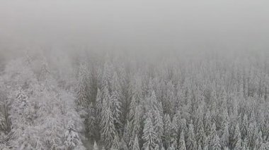 Karla kaplı ağaçlar bir sis sırasında dağlık bir alanda