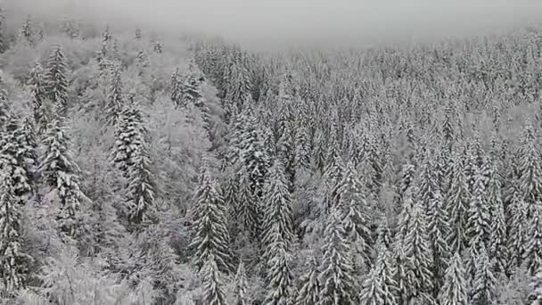 Árboles cubiertos de nieve en una zona montañosa durante una niebla — Vídeo de stock