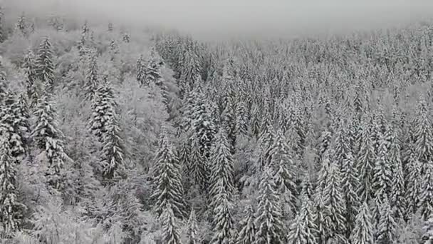 Árboles cubiertos de nieve en una zona montañosa durante una niebla — Vídeos de Stock