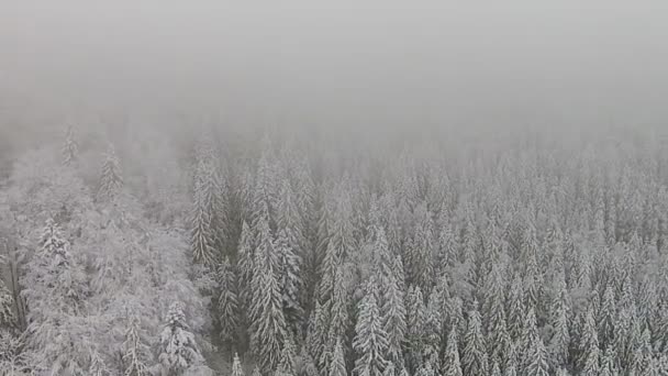 Besneeuwde bomen in een bergachtig gebied tijdens een mist — Stockvideo