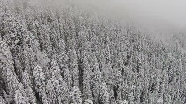 霧の中に山岳地帯に雪に覆われた木 — ストック動画