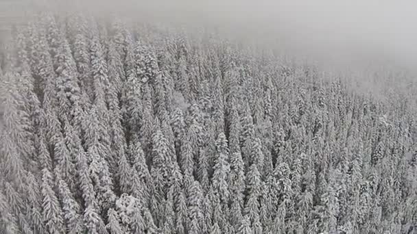 Karla kaplı ağaçlar bir sis sırasında dağlık bir alanda — Stok video