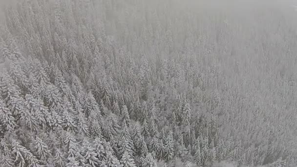 Árboles cubiertos de nieve en una zona montañosa durante una niebla — Vídeo de stock