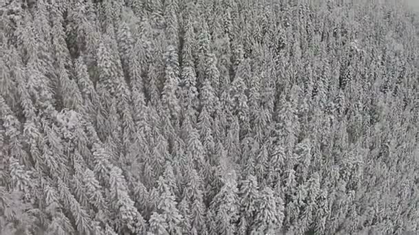 Alberi innevati in una zona montuosa durante una nebbia — Video Stock