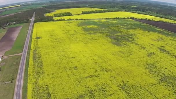 Widok z lotu ptaka żółte pola rzepaku i road — Wideo stockowe