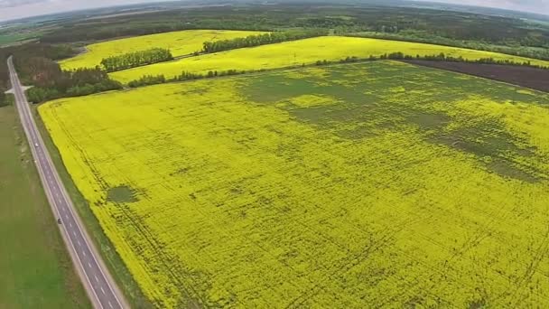 Vista aérea do campo amarelo com estupro e estrada — Vídeo de Stock