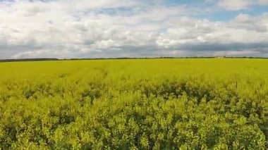 Tecavüz ile sarı alanının havadan görünümü