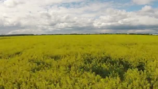 Aerial view of the yellow field with rape — Stock Video