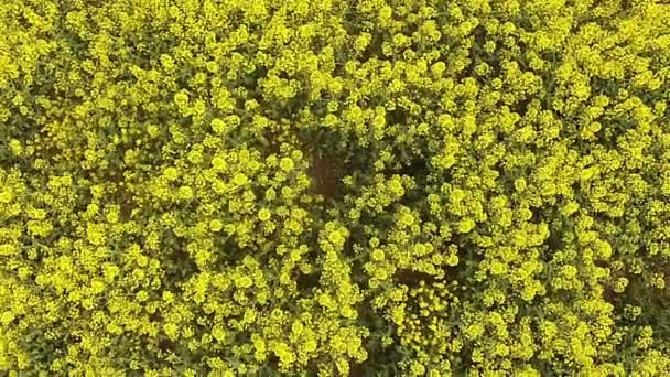 Aerial view of the yellow field with rape — Stock Video