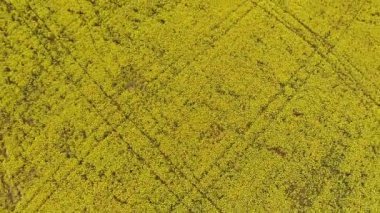 Drone tecavüz ile sarı alan gökyüzüne yükselir