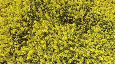 Drone tecavüz ile sarı alan gökyüzüne yükselir