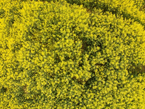 Aerial view of the yellow field with rape — Stock Photo, Image