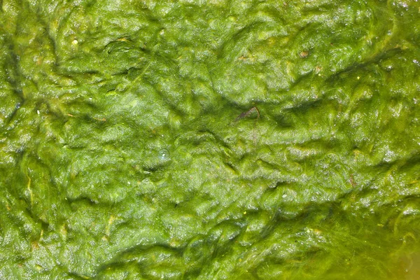 Close-up photo of seaweed on the seashore — Stock Photo, Image