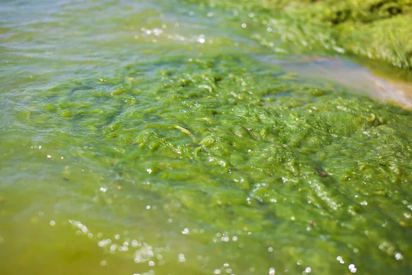 Foto de close-up de algas marinhas no litoral — Fotografia de Stock