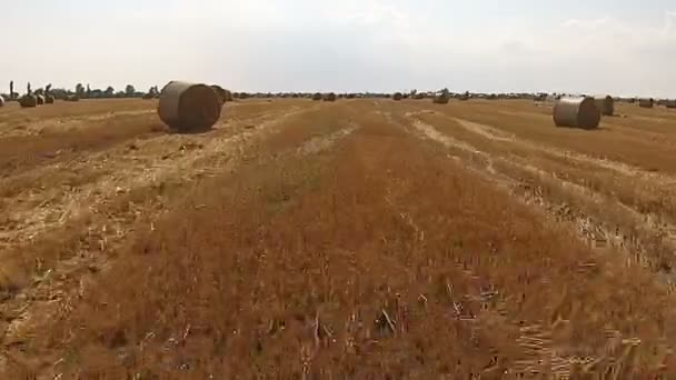 View from a bird's eye view on a field with stacked bales of wheat — Stock Video