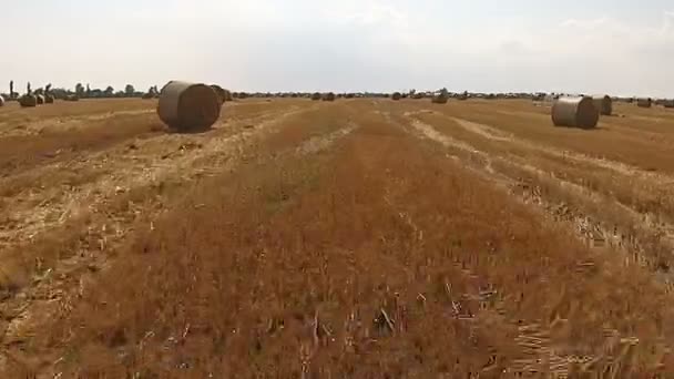 View from a bird 's eye view on a field with stacked bales of wheat — стоковое видео