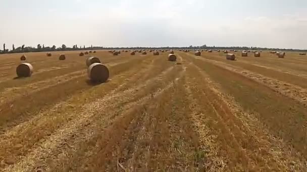 View from a bird 's eye view on a field with stacked bales of wheat — стоковое видео