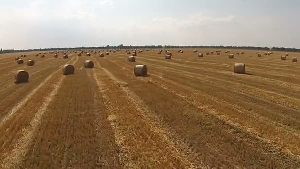 Widok z ptaka na polu z ułożone bele pszenicy — Wideo stockowe