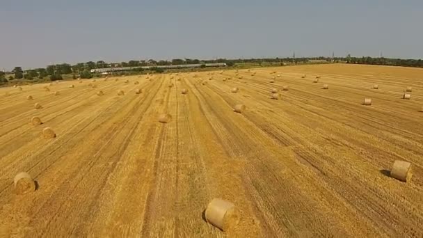 View from a bird's eye view on a field with stacked bales of wheat — Stock Video