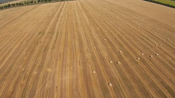 Uitzicht vanuit een vogelperspectief uitzicht op een veld met gestapelde balen van tarwe — Stockvideo