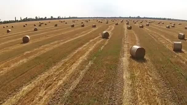 View from a bird 's eye view on a field with stacked bales of wheat — стоковое видео